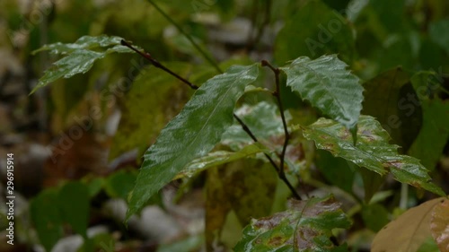 Wallpaper Mural 雨に濡れた秋の草 Torontodigital.ca