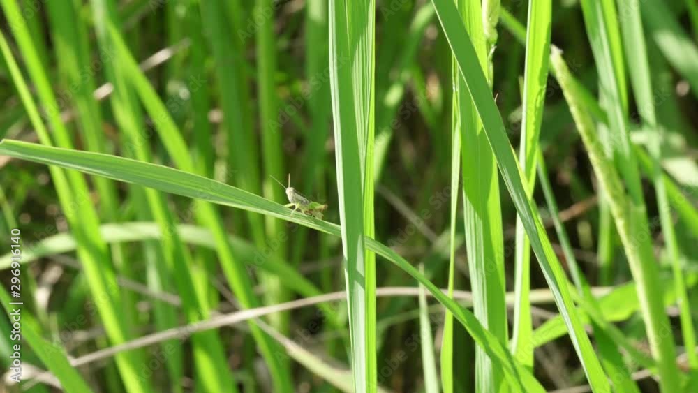 grasshopper on a leaf ,Blurred green background grasshopper on a leaf ,Blurred green background