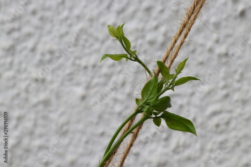 Climber plant