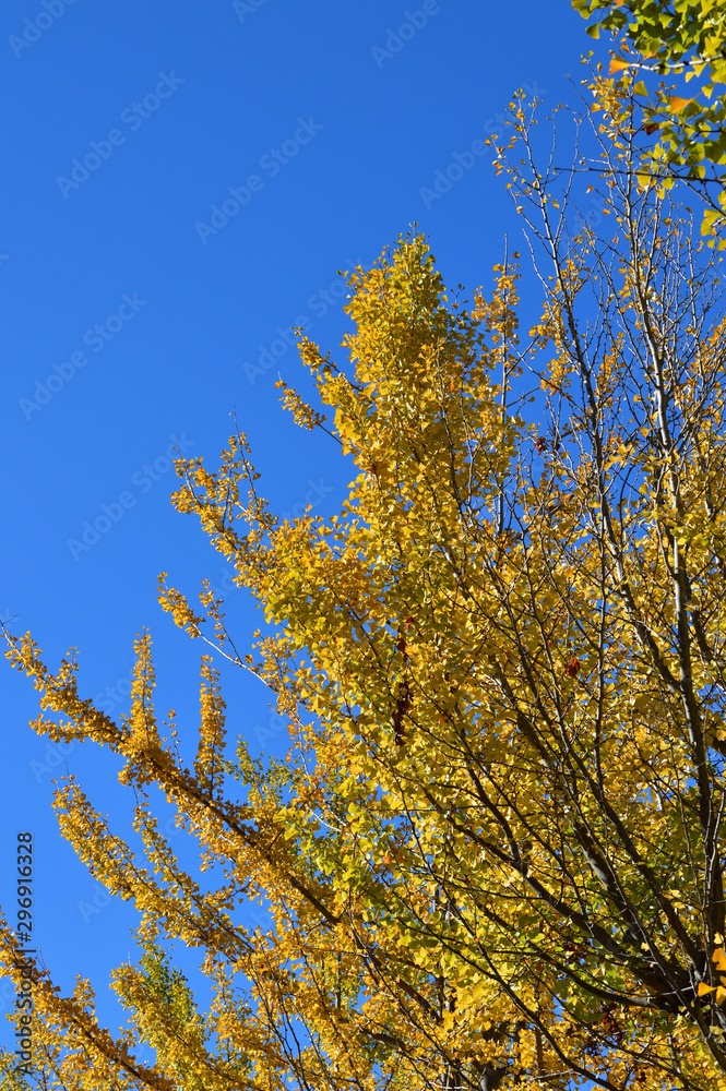 Fototapeta premium 青空を背景にして、黄葉したイチョウの樹の並木を撮影した写真