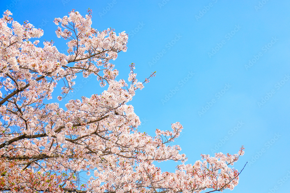 桜と青空