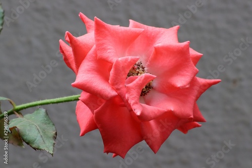 Pink rose flower