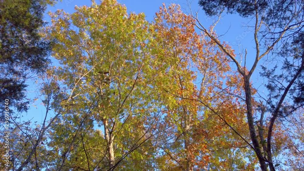 Trees with colorful fall foliage sway in wind against blue sky, tilt up Trees with colorful fall foliage sway in wind against blue sky, tilt up