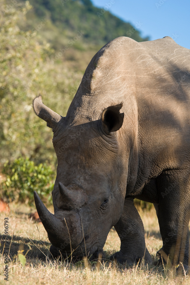 Obraz premium White Rhinceros in the Maasai Mara
