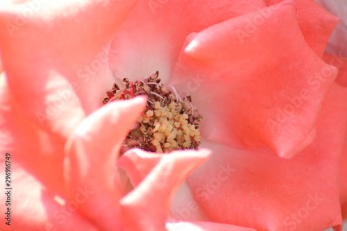 Close up of rose flower anther