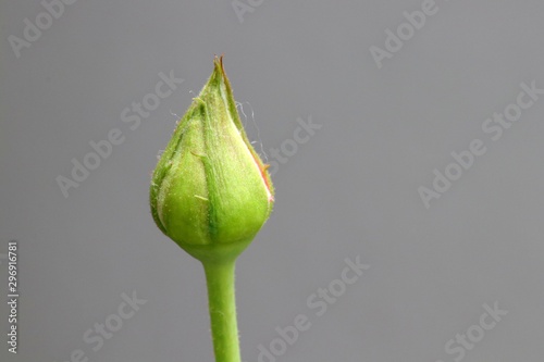 Rose bud