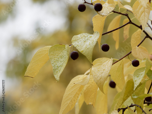Celtis occidentalis | Micocoulier occidental aux feuilles ovales et jaunies d'automne aux petites drupes brun-rouge pendantes sur de court pédicelles jaunâtre photo