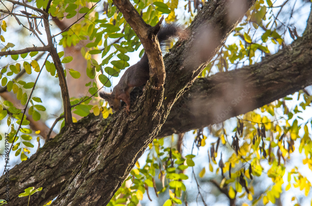 Fototapeta premium Squirrel crawling on an autumn tree in a pine forest