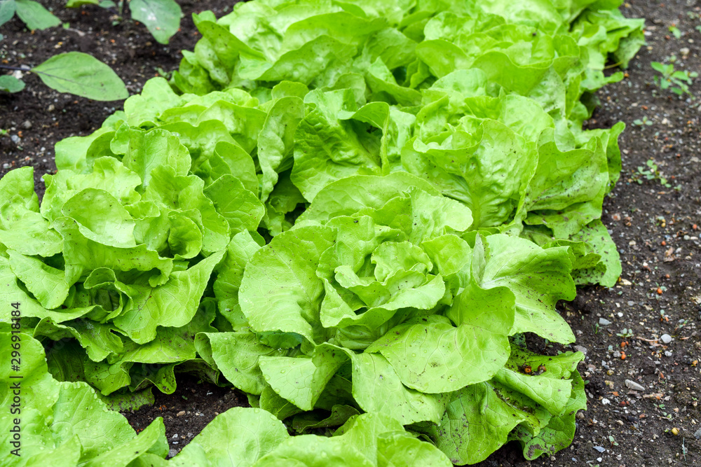 head of lettuce in earth, salad grows in garden head of lettuce in earth, salad grows in garden