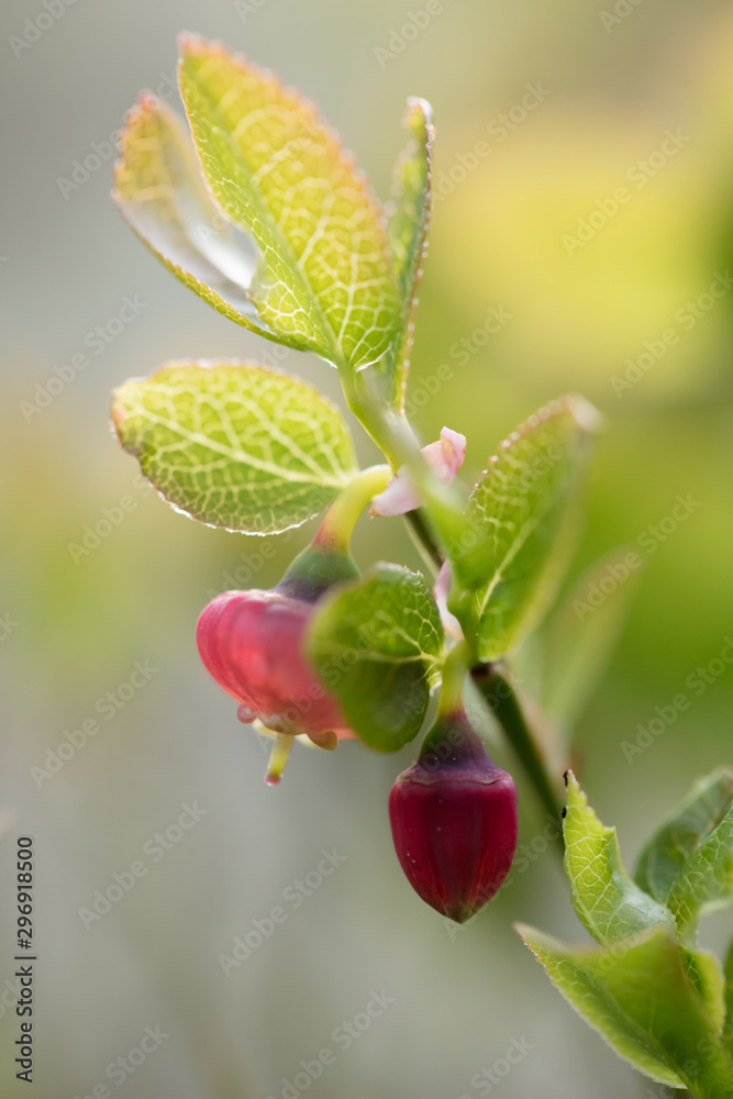 Beautiful mountain flowers. Lush mountain vegetation close up and fabulously beautiful flowers
