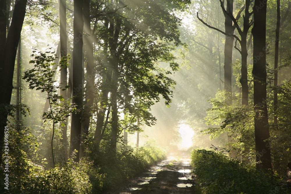 Dirt road among maple trees after rainfall on a foggy spring morning ...