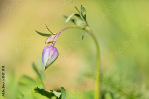 Beautiful mountain flowers. Lush mountain vegetation close up and fabulously beautiful flowers