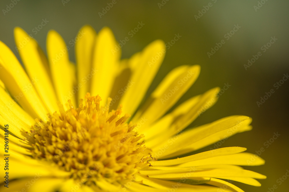 Beautiful mountain flowers. Lush mountain vegetation close up and fabulously beautiful flowers Beautiful mountain flowers. Lush mountain vegetation close up and fabulously beautiful flowers