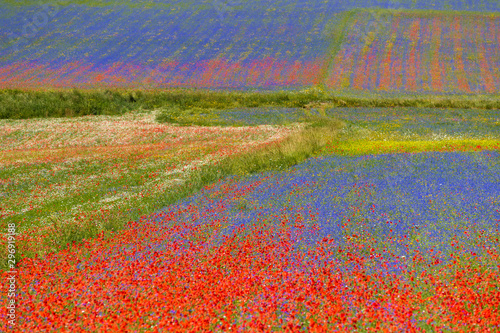 Bild auf Leinwand Plans Castelluccio in Italy
