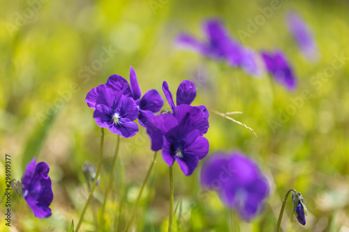 Beautiful mountain flowers. Lush mountain vegetation close up and fabulously beautiful flowers