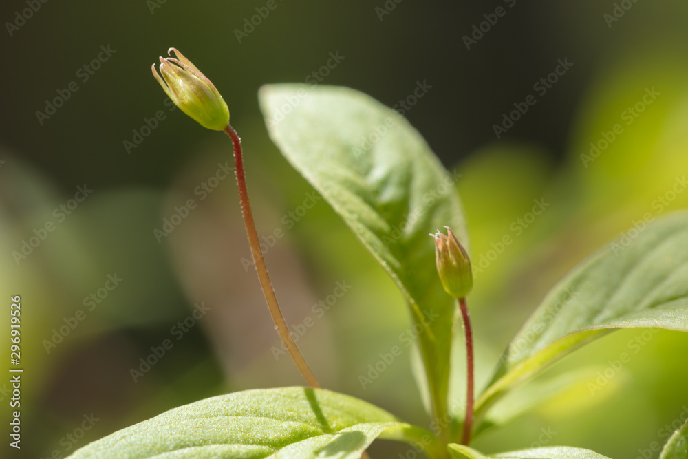 Beautiful mountain flowers. Lush mountain vegetation close up and fabulously beautiful flowers Beautiful mountain flowers. Lush mountain vegetation close up and fabulously beautiful flowers