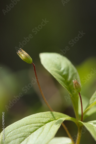 Beautiful mountain flowers. Lush mountain vegetation close up and fabulously beautiful flowers