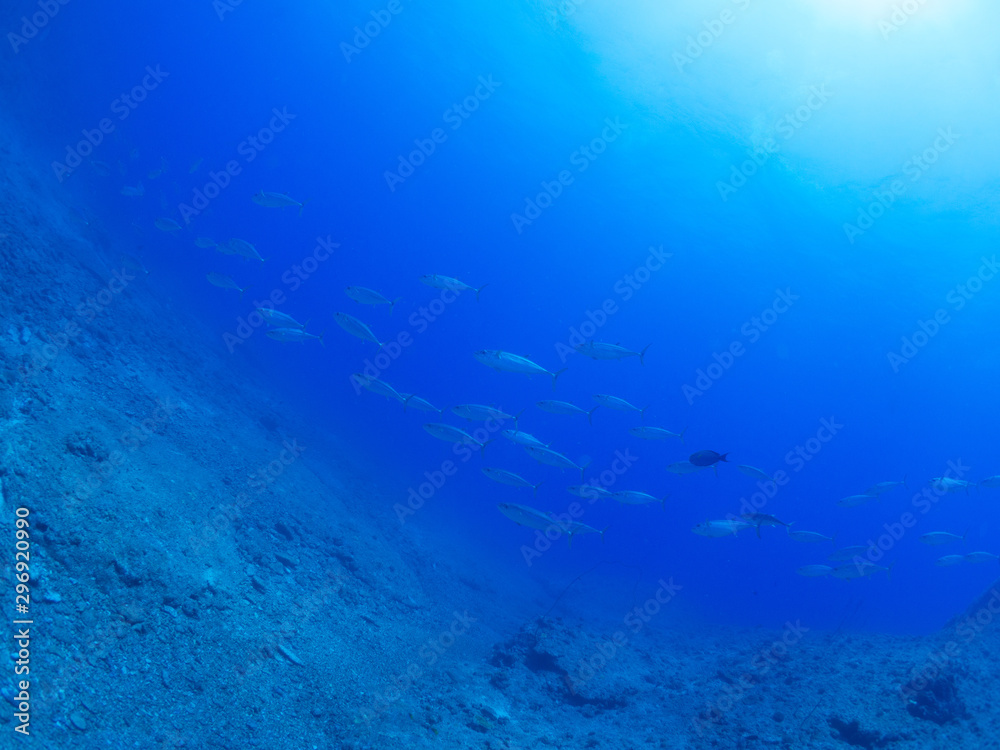 Fototapeta premium 沖縄_粟国島_スキューバダイビング