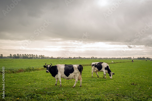 Dutch  cows grazing in the rain photo