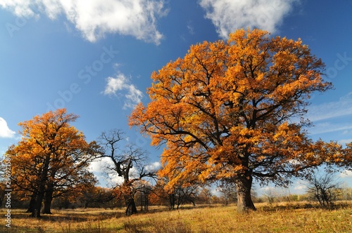 Fototapeta Naklejka Na Ścianę i Meble -  Beautiful autumn landscape of trees with leaves