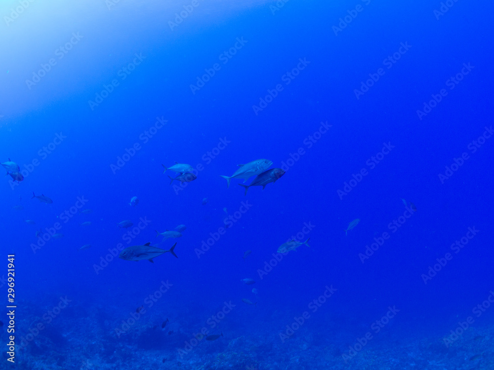 Obraz premium トカラ列島_口之島_スキューバダイビング