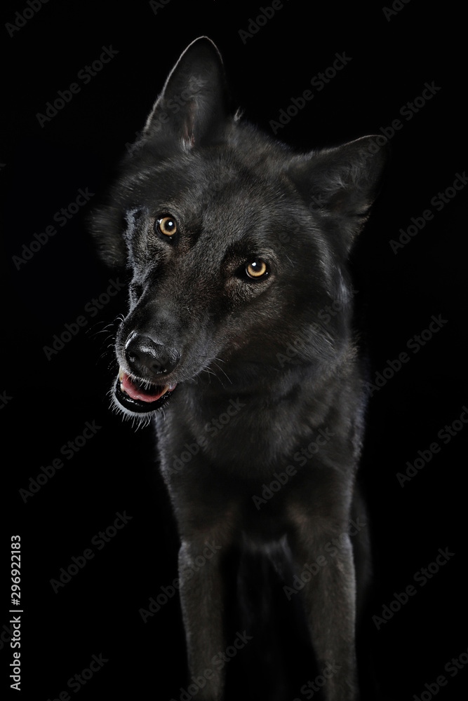 Ein Mischling aus schwarzem Hund und schwarzem Wolf. Blick in die Kamera. Studiofoto vor schwarzem Hintergrund