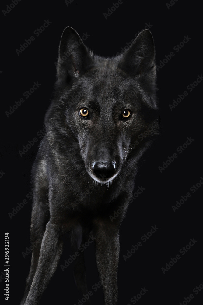 Ein Mischling aus schwarzem Hund und schwarzem Wolf. Blick in die Kamera. Studiofoto vor schwarzem Hintergrund