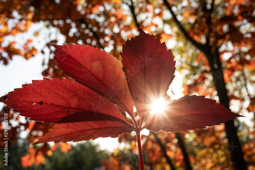 Słońce przebijające przez jesienne liście