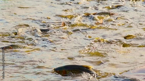 Slow motion video of Jullien’s golden price carp in the water, Thailand. photo