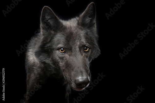 Ein Mischling aus schwarzem Hund und schwarzem Wolf. Portrait im Querformat. Studiofoto vor schwarzem Hintergrund
