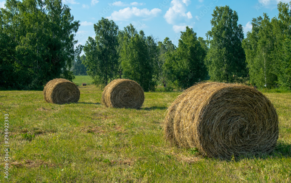 View of hay bales on the field after harvest