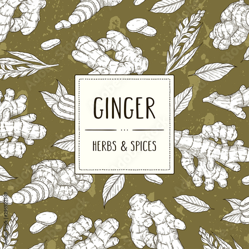 Vector hand drawn banner with ginger root