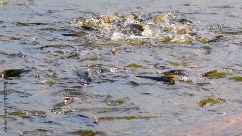 Slow motion video of Jullien’s golden price carp in the water, Thailand. photo