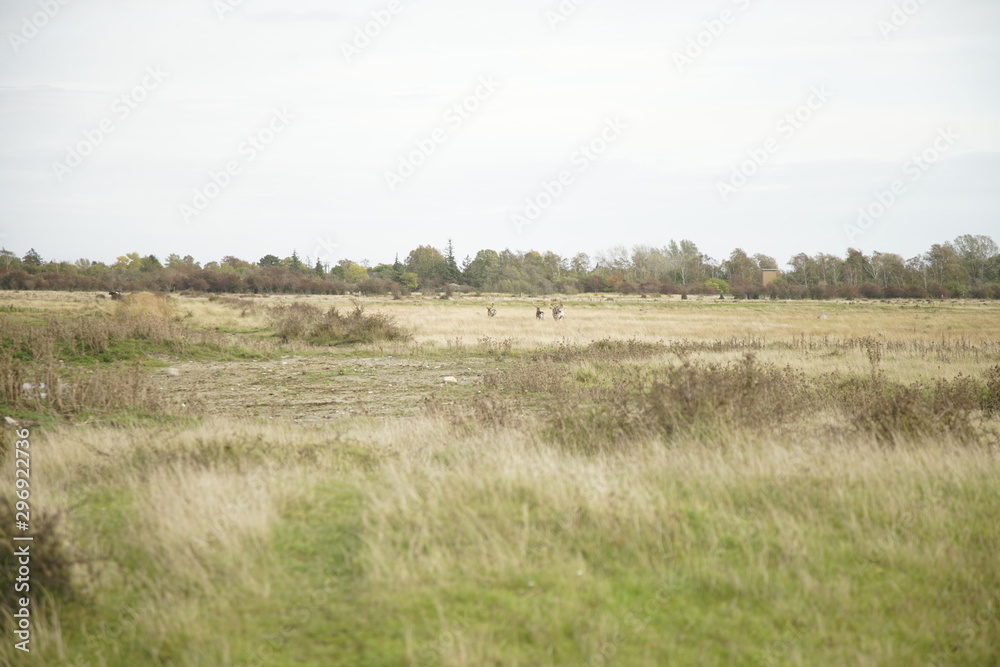 rural landscape with wheat field and deer buck antlers  Amazing Colours  background with copy space for text or image