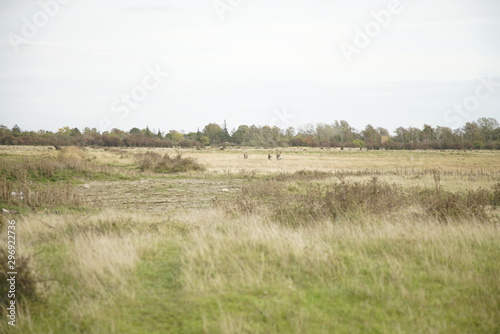 rural landscape with wheat field and deer buck antlers  Amazing Colours  background with copy space for text or image