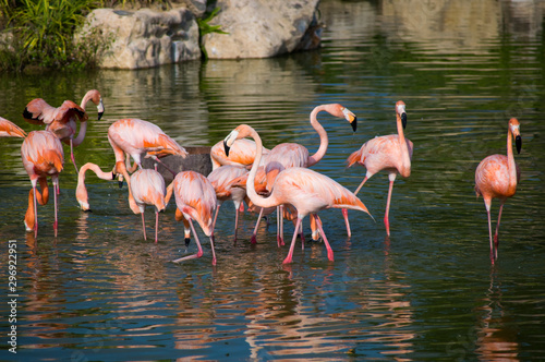 Group of flamingos standing in the water
