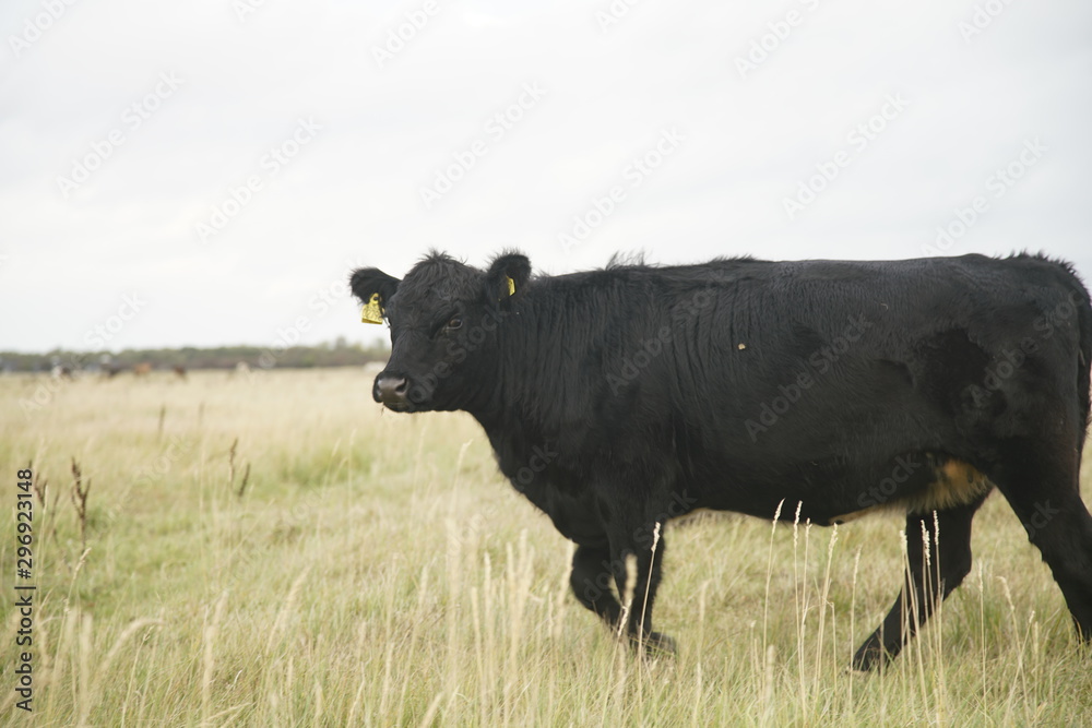 Walking free range cattle cows animals Denmark nordic copenhagen Amager, Amager Fælled background with copy space for text or image