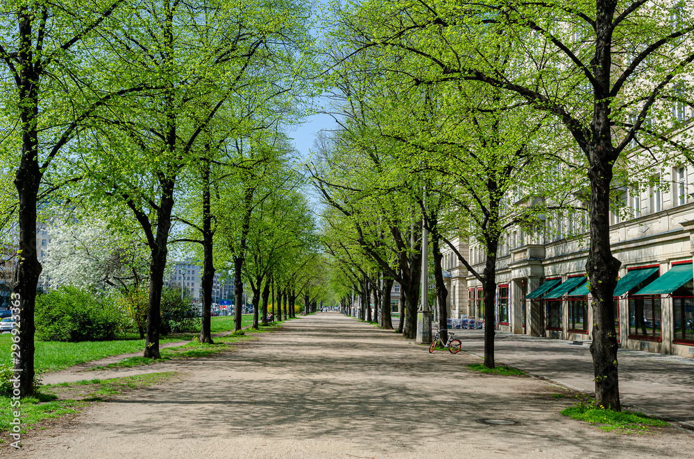 pathway with trees in spring in berlin, blue sky