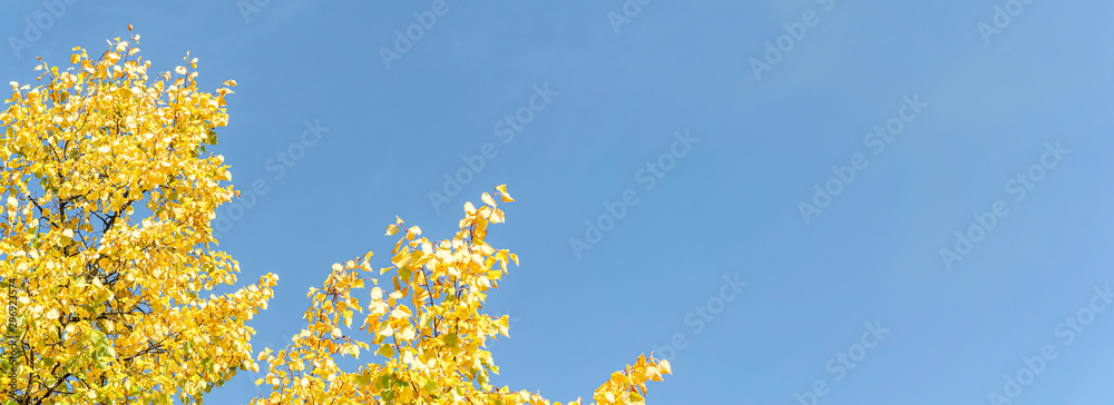 coloured leaves of a tree in autumn in front of a blue sky for panorama or banner size coloured leaves of a tree in autumn in front of a blue sky for panorama or banner size