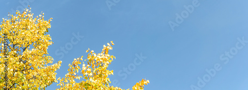 coloured leaves of a tree in autumn in front of a blue sky for panorama or banner size