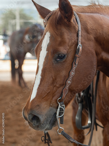 A brown horse with a white stripe on its face in a room with natural light.