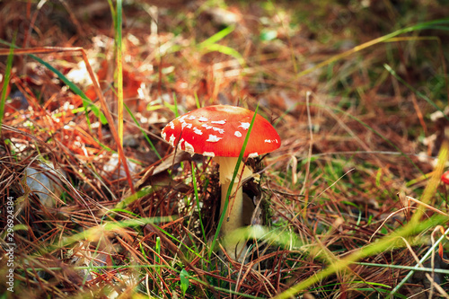 Red Amanita muscaria fungi mushroom in summer forest