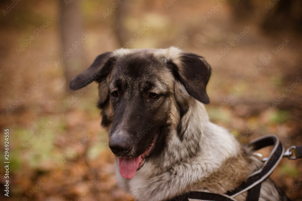 Fototapeta premium portrait of a dog