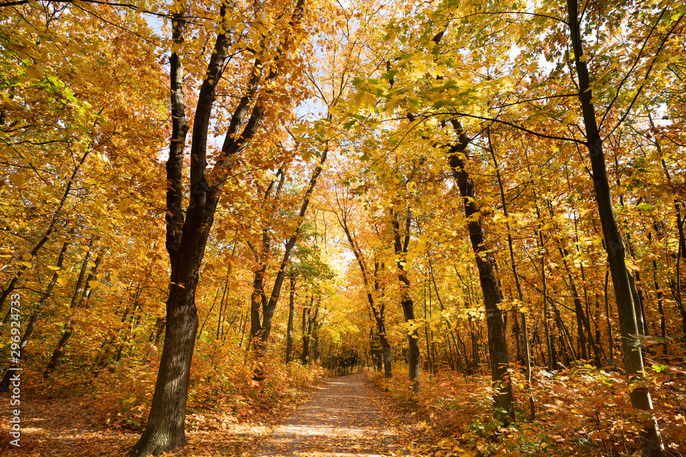 Obraz premium Park jesienią
