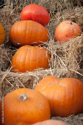 Orange pumpkins lying on haystack and dry grass