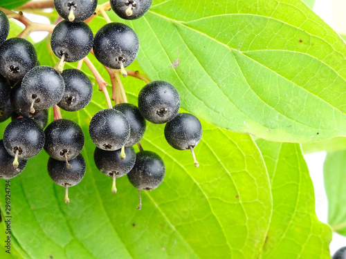 Black berries of a Common dogwood, scientific name cornus sanguinea photo