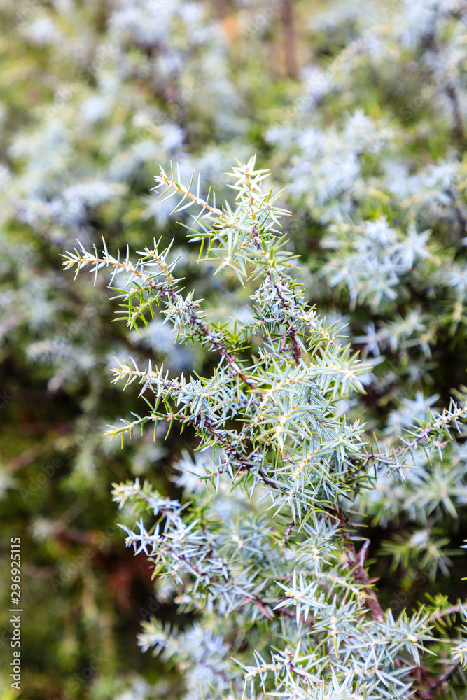Juniper fruits on the tree branch Juniper fruits on the tree branch