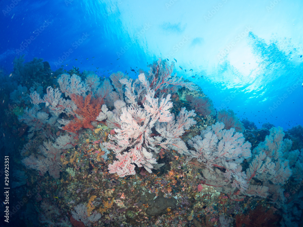 Naklejka premium トカラ列島_口之島_スキューバダイビング