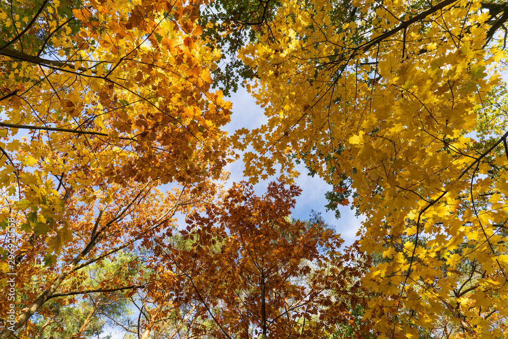 Jesienny krajobraz widok drzew od dołu - obrazy, fototapety, plakaty 