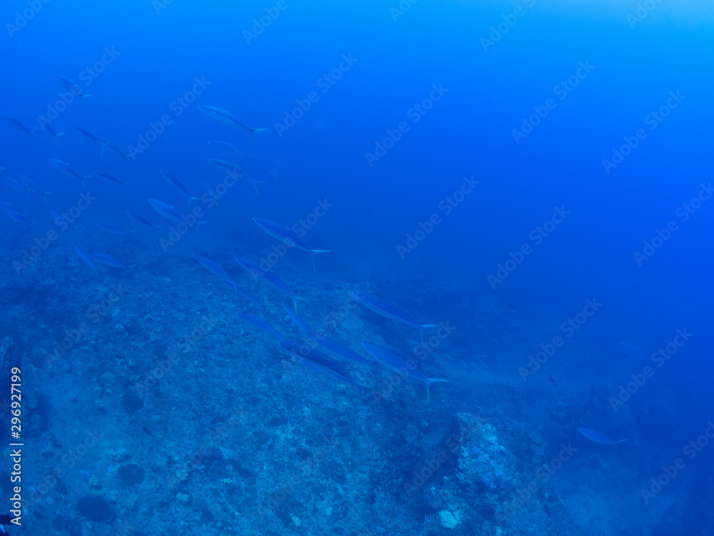 Fototapeta premium トカラ列島_口之島_スキューバダイビング